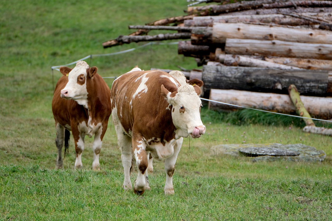 Wysłodziny – doskonała białkowa pasza dla bydła